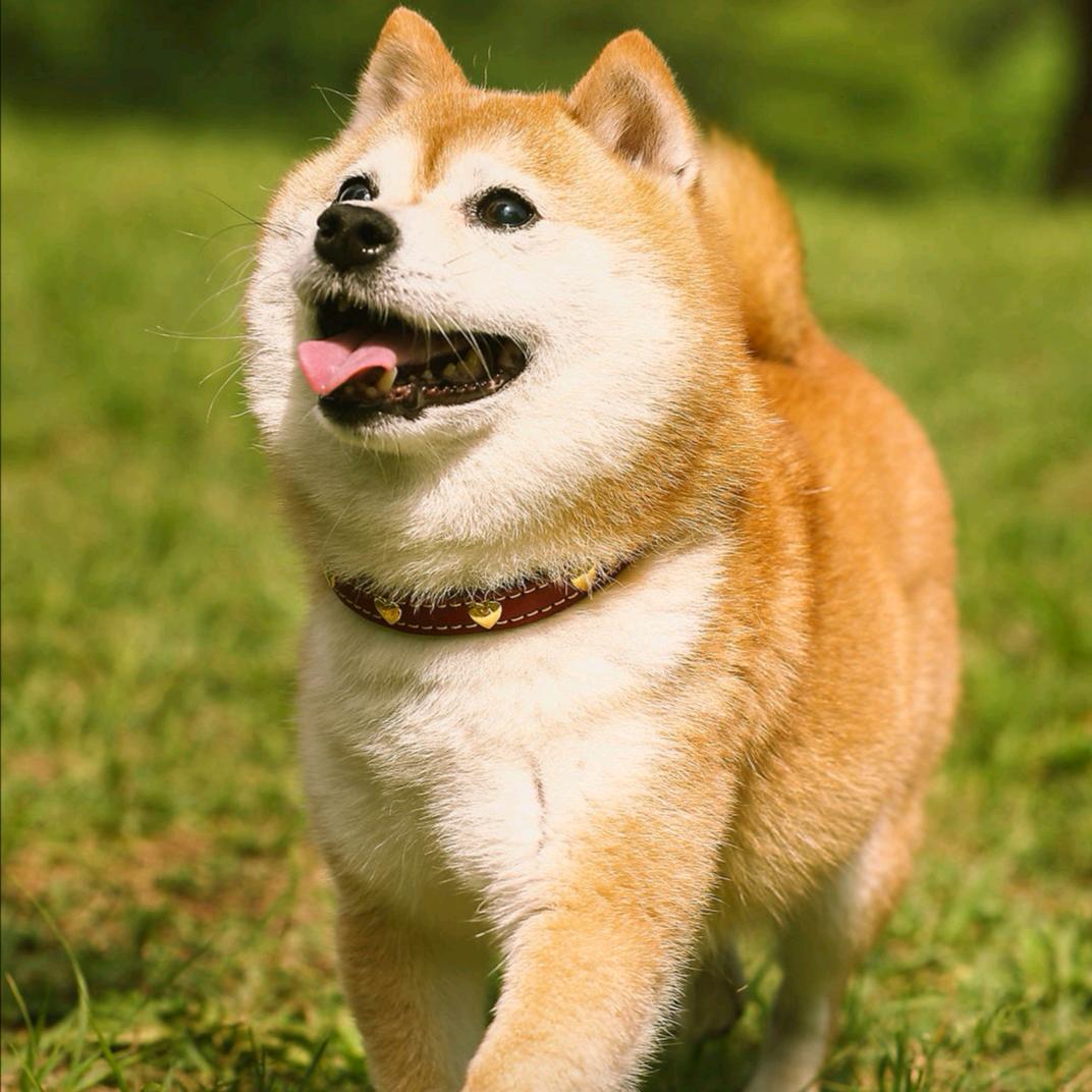 凌安之