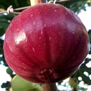 浙江兰溪洪姐无花果合作社@农广