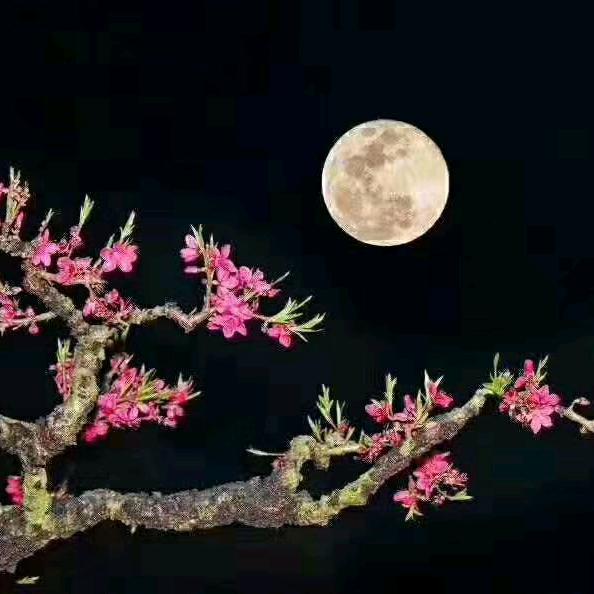 桃农桃满园（谢锋）