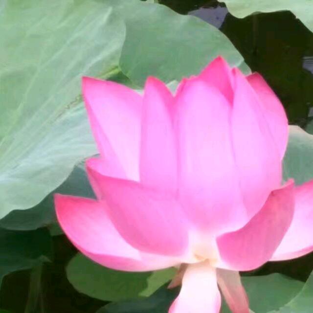 @我本是天上逍遥客(佛缘)