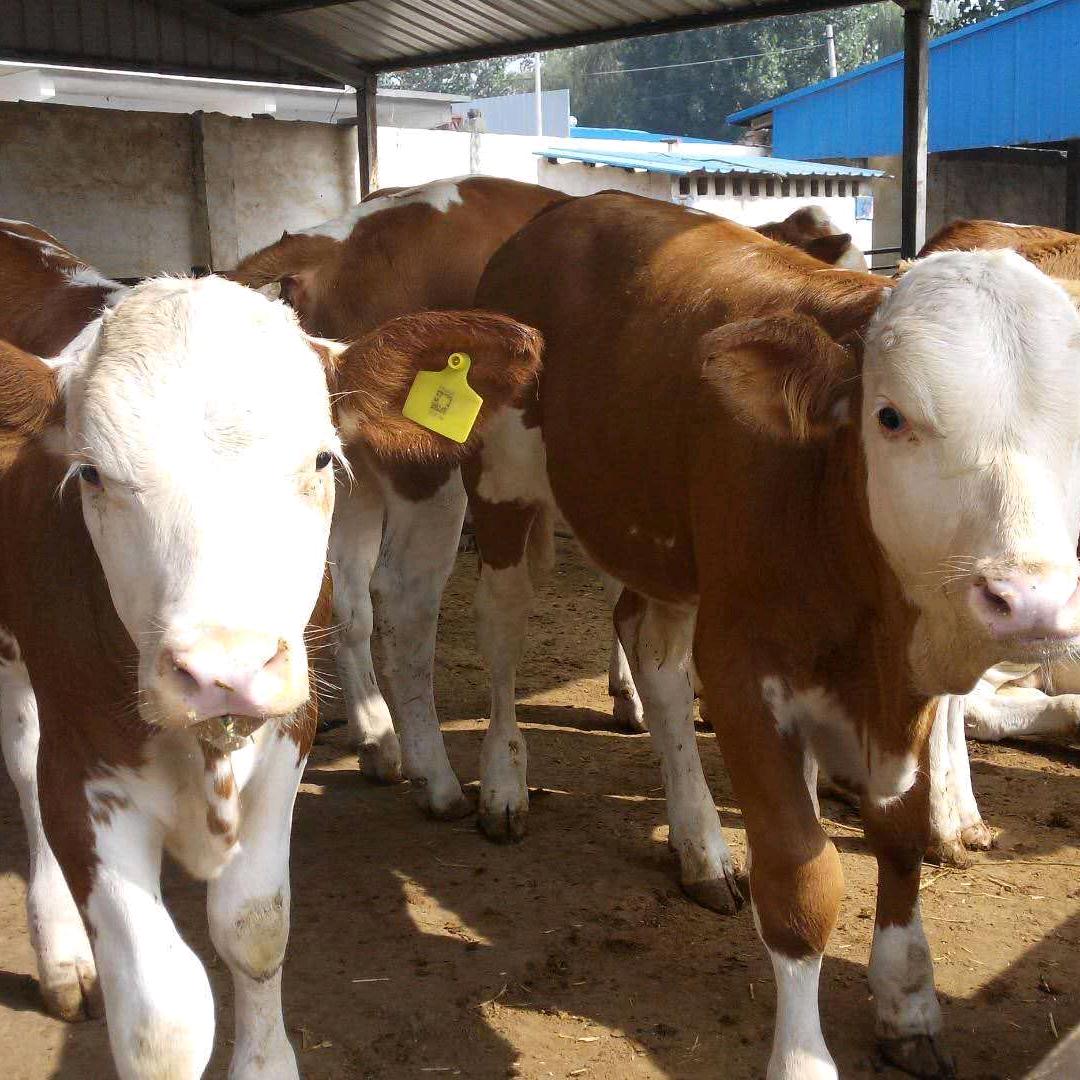 记录丁姐养殖牛驴生活