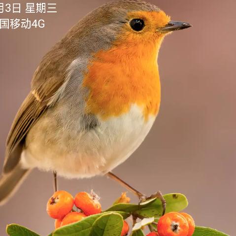 飞来飞去(收铜铝不锈钢)