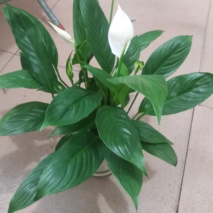 用户一帆风顺