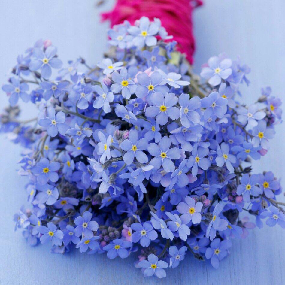 ❤️ 🐮禾苗🍓🌸