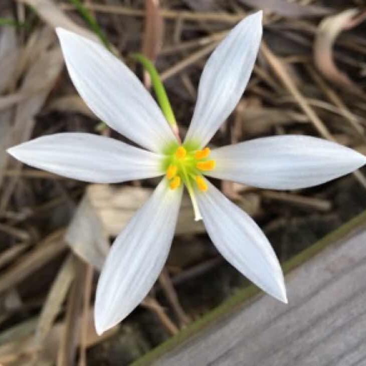 啊芬
