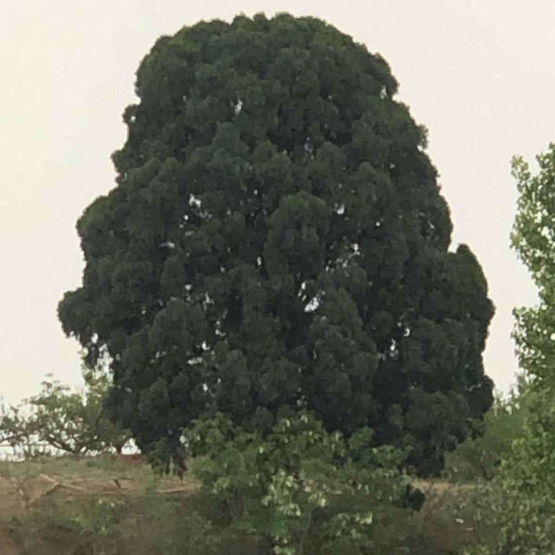 指尖徘徊烟草味