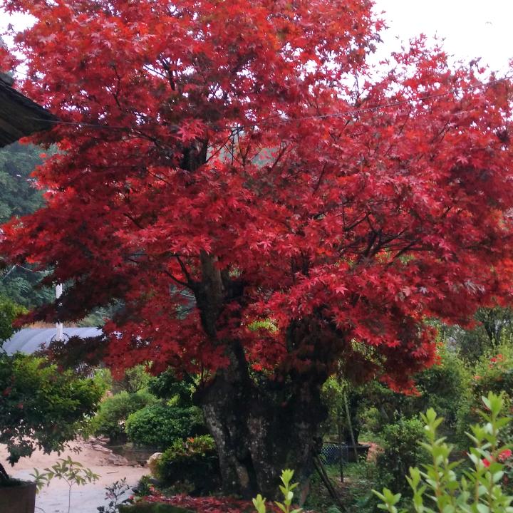 金桐花木场