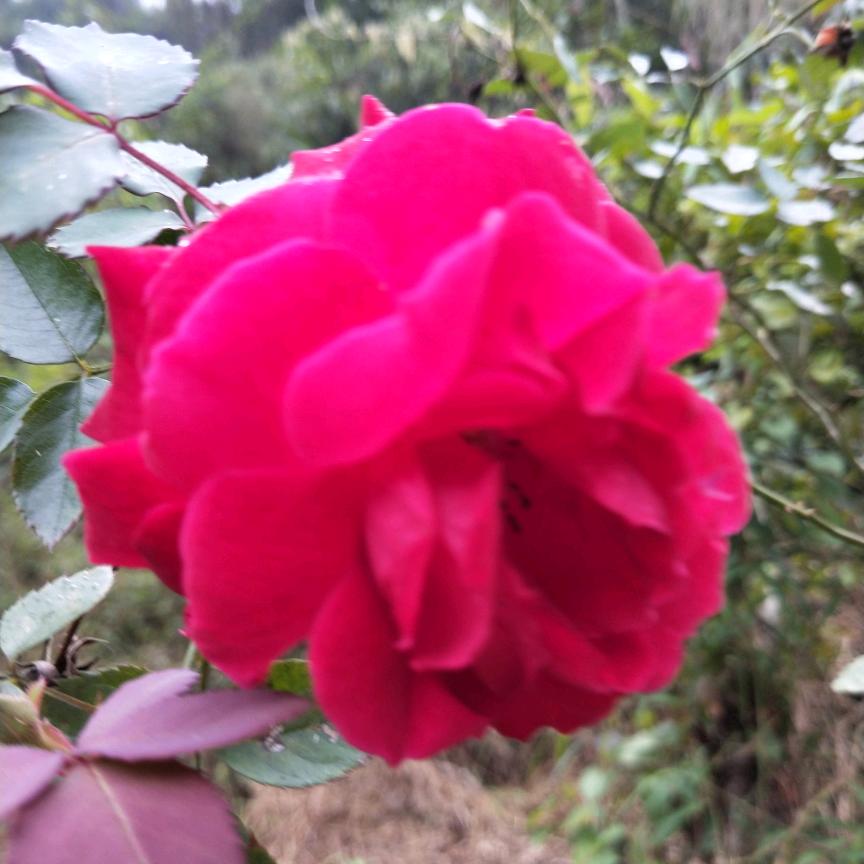 花花