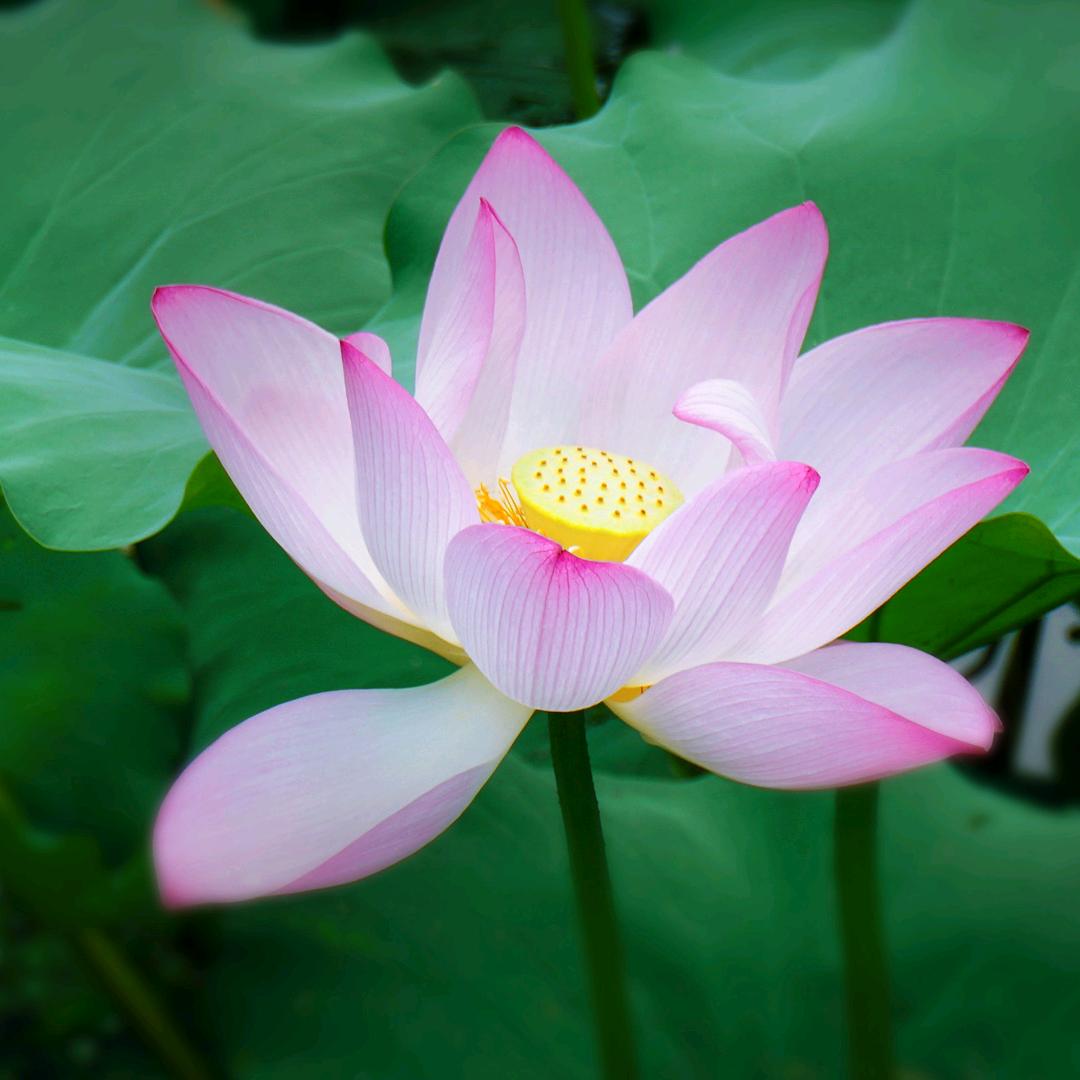清风流云🍀