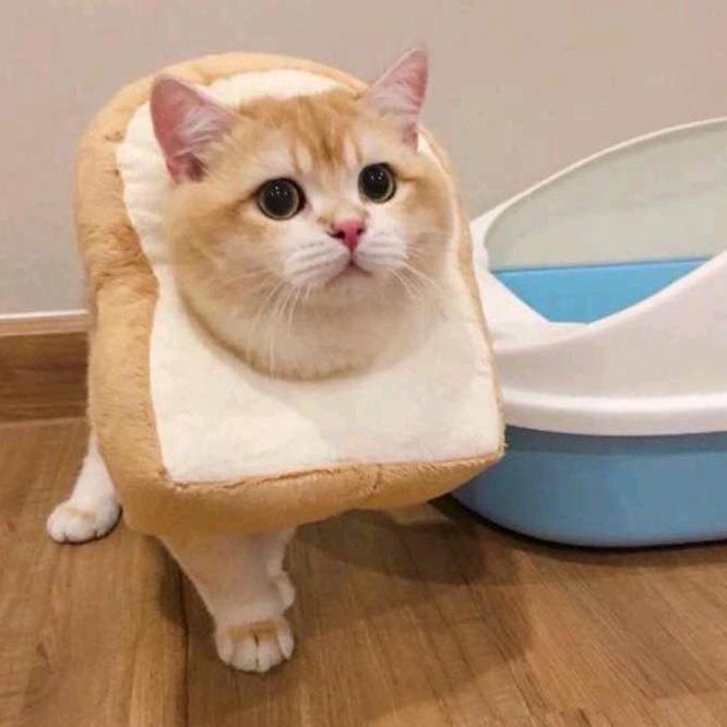 一只没有梦想的猫