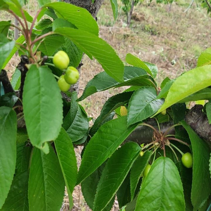骑着蚂蚁去旅游