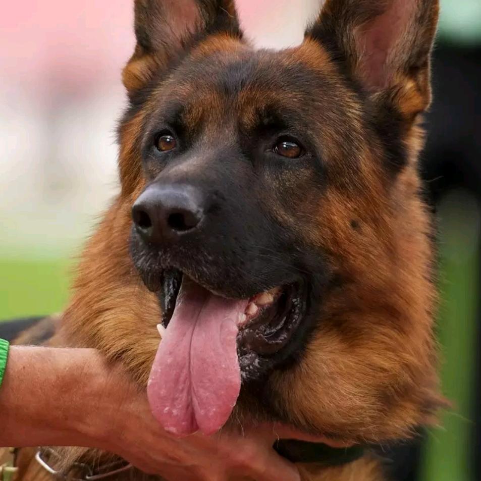 以德养牧CSV注册会员(德懿犬舍)