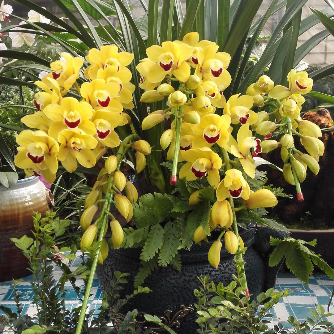 花香常漫