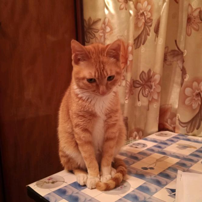 屋里有猫还没喂
