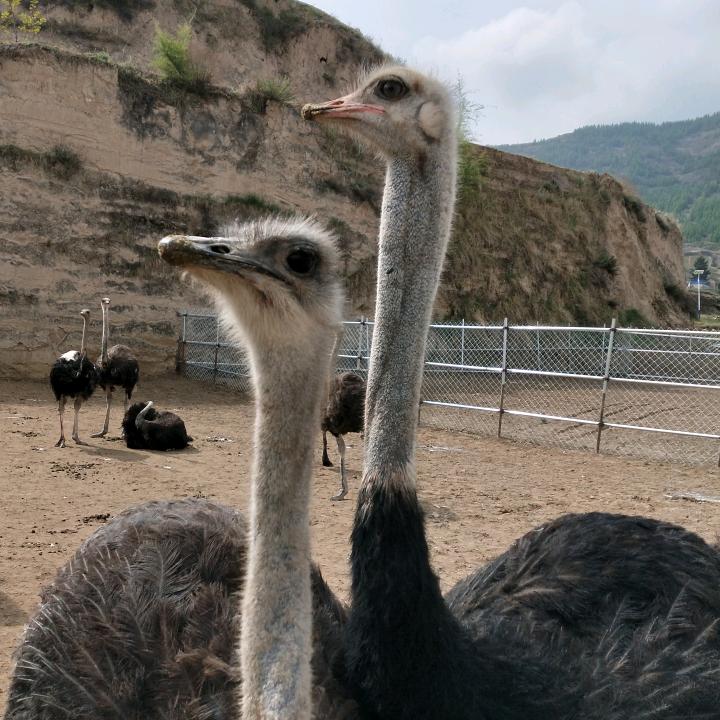 兰州芳草鸵鸟养殖基地