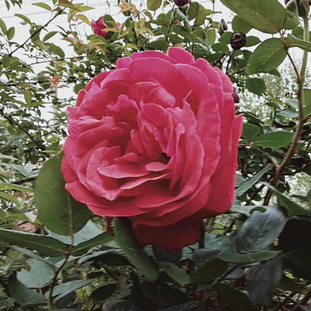芳草6463321573387