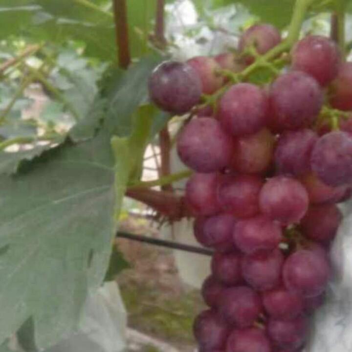 马陆惜缘葡萄园