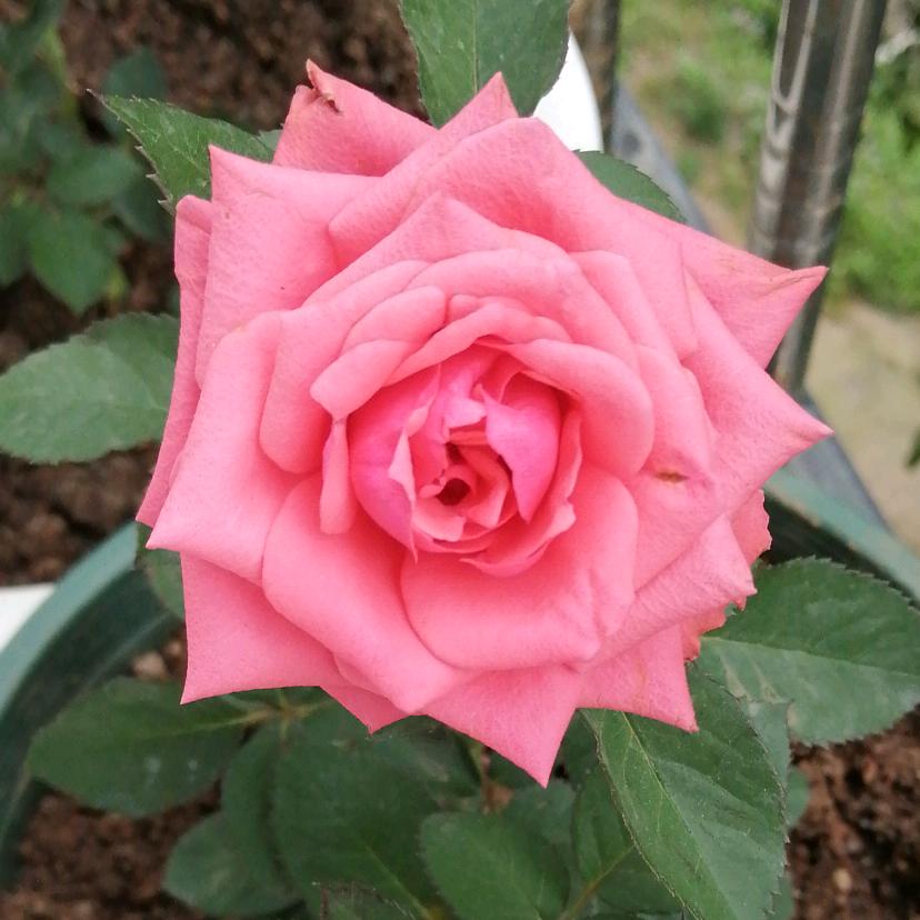 🌸花ྀི之ྀི语💖