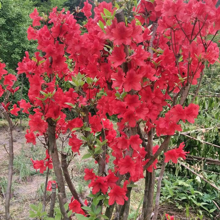 向东流