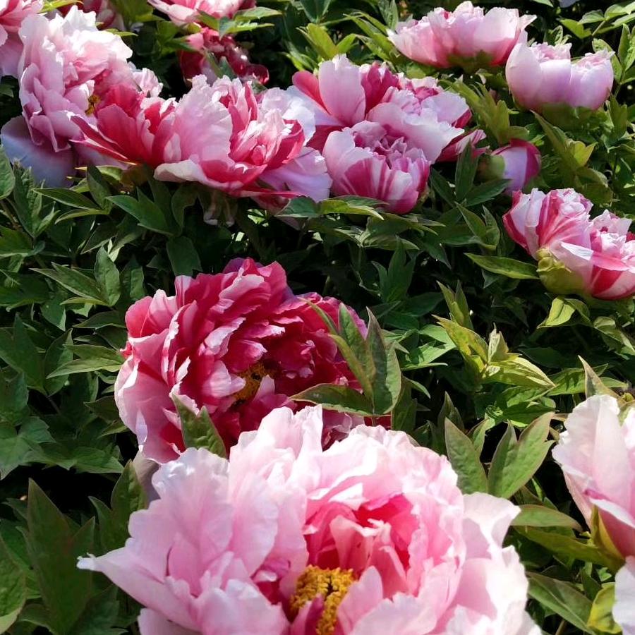 顶效腾星幼儿园