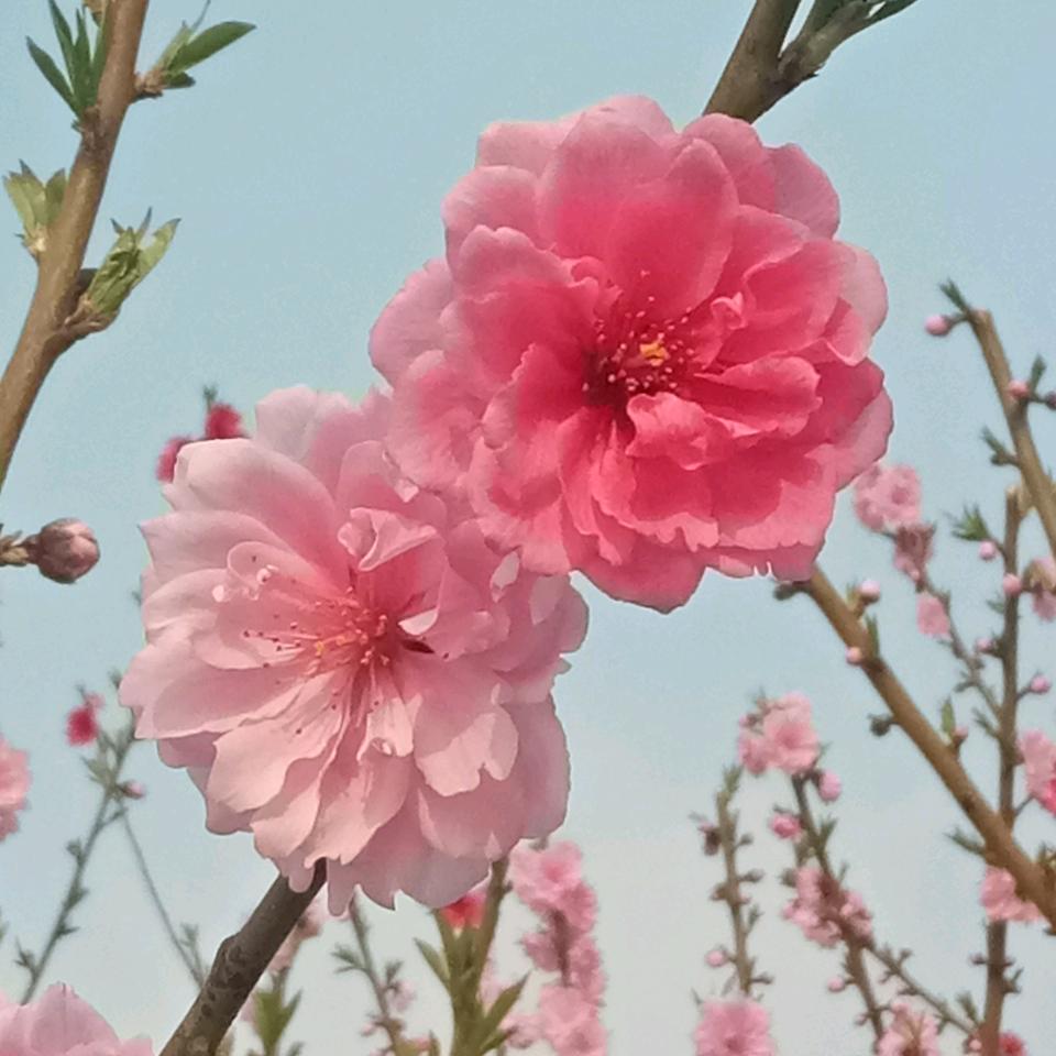 暖阳