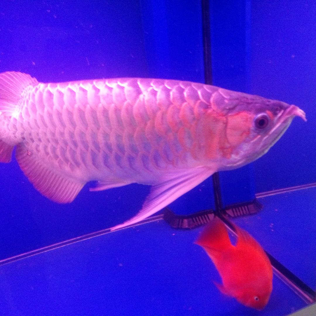 孔泉