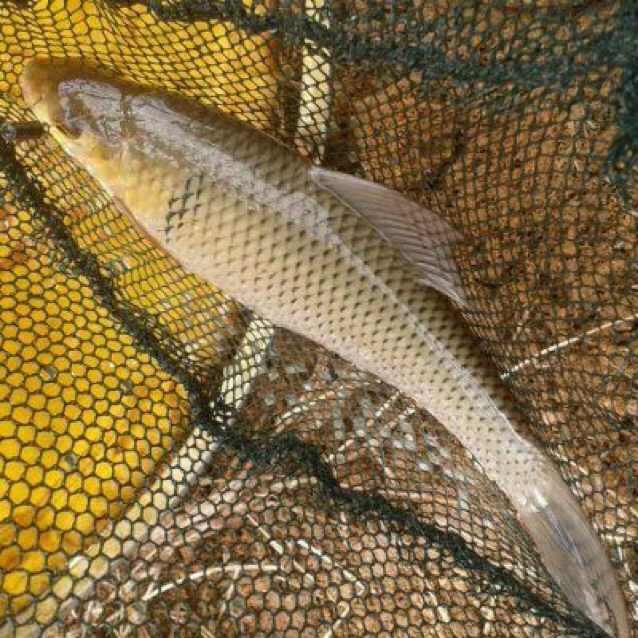 一条鱼根艺素材