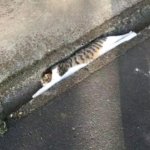 馒头馅的包子