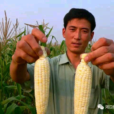 鸿斌玉米的故事
