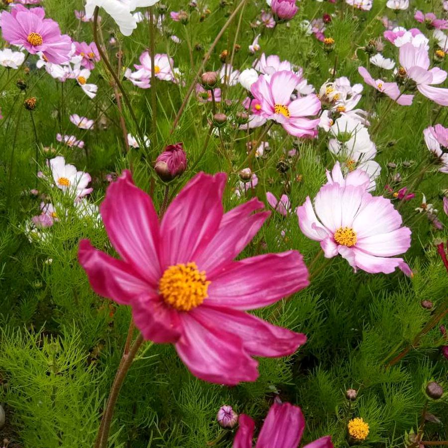 冬天的雪花