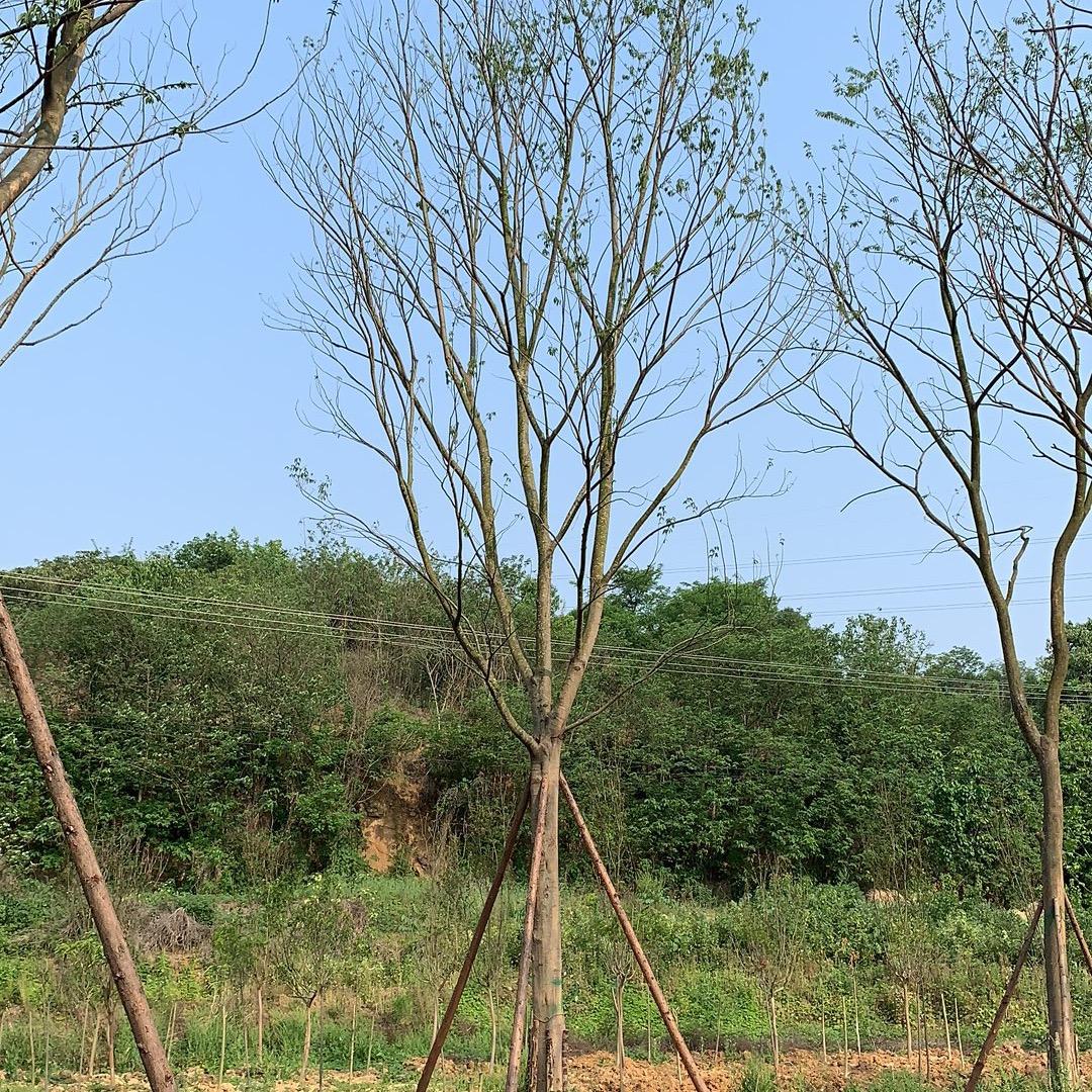 绵阳朴树苗木种植专业合作社
