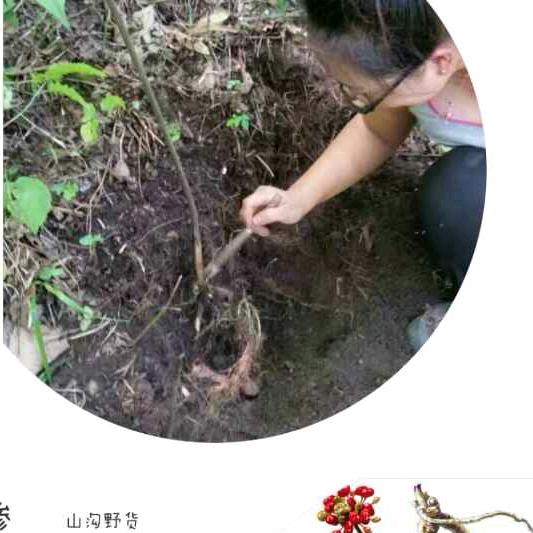 桓仁山沟野货——人参