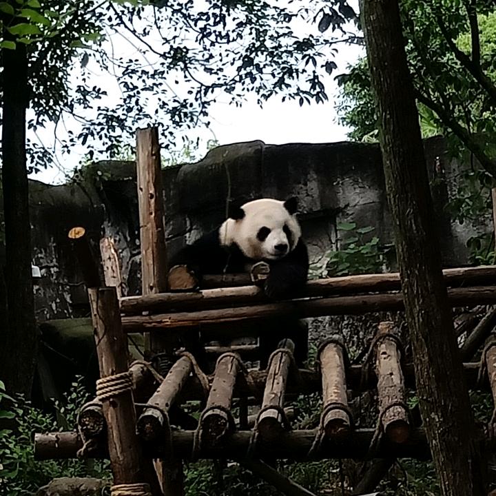 兴林大火
