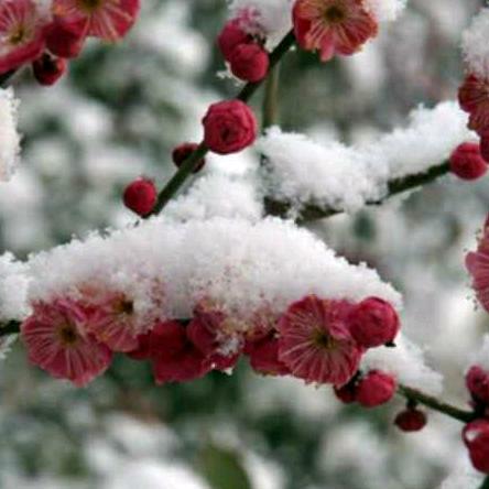 雪中梅
