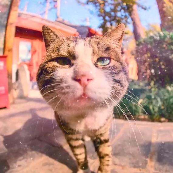 🕊人来人汪₅₂₀