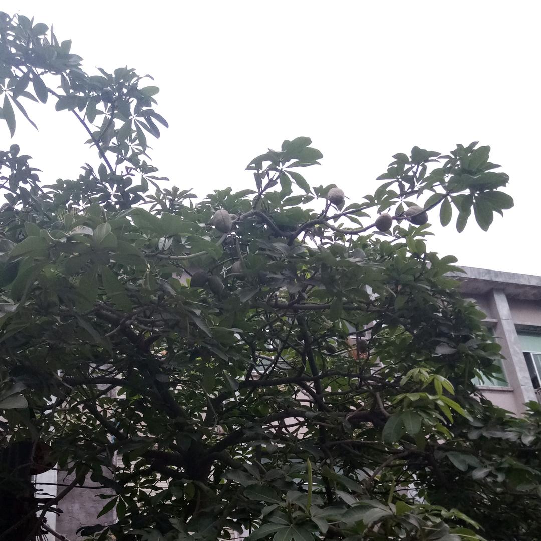 诗翼