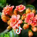 蜜桃白糖