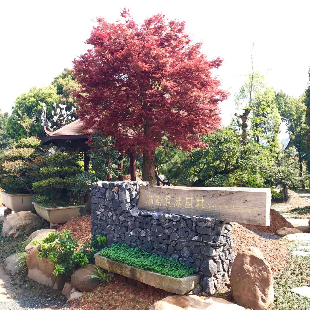 意然黑松桩景