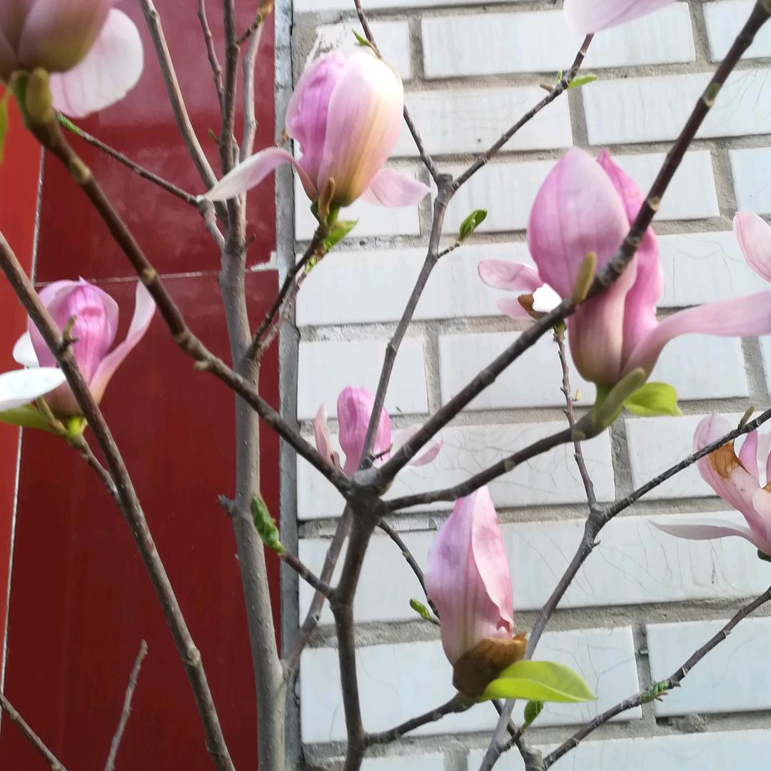 梅花三弄