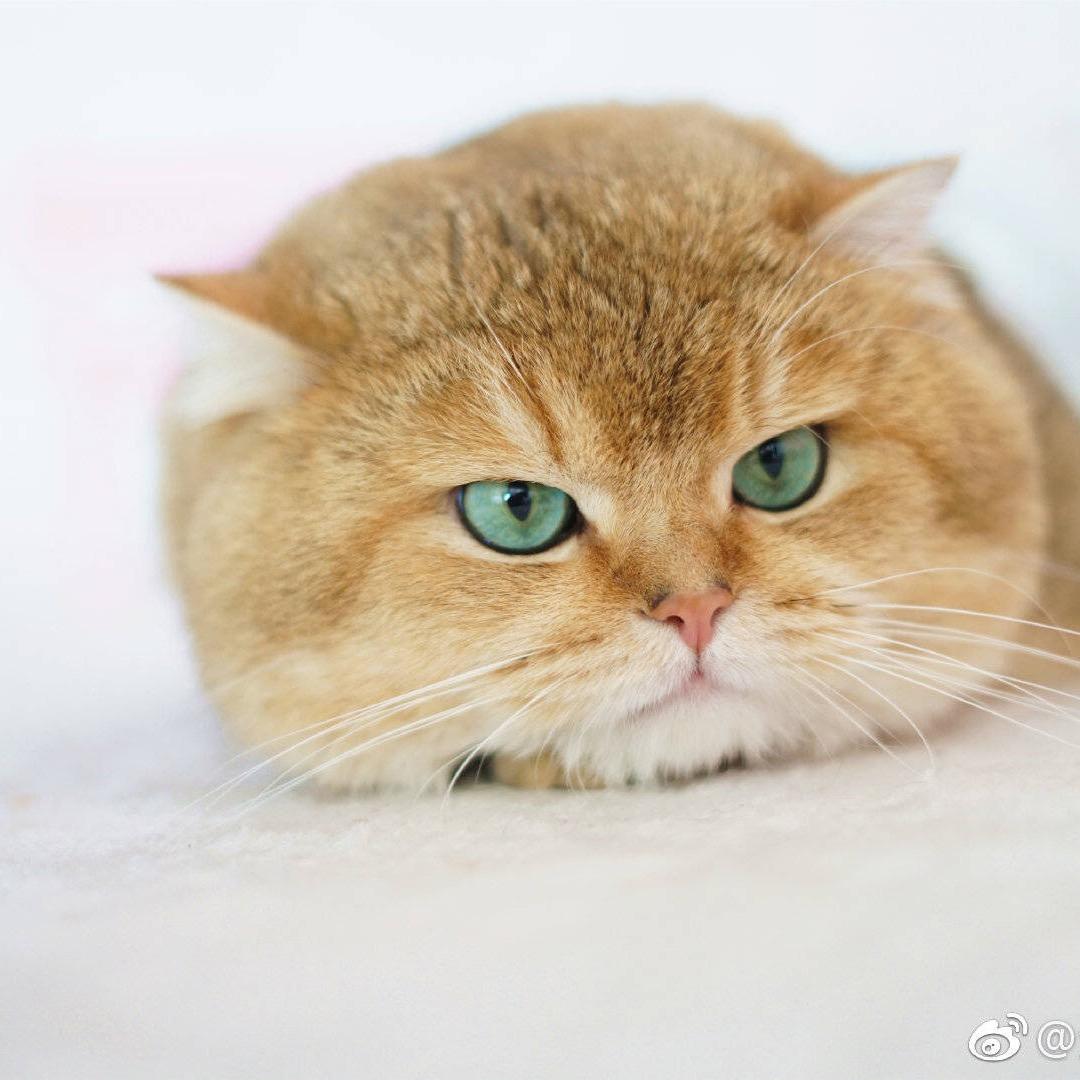 金渐层沈同学