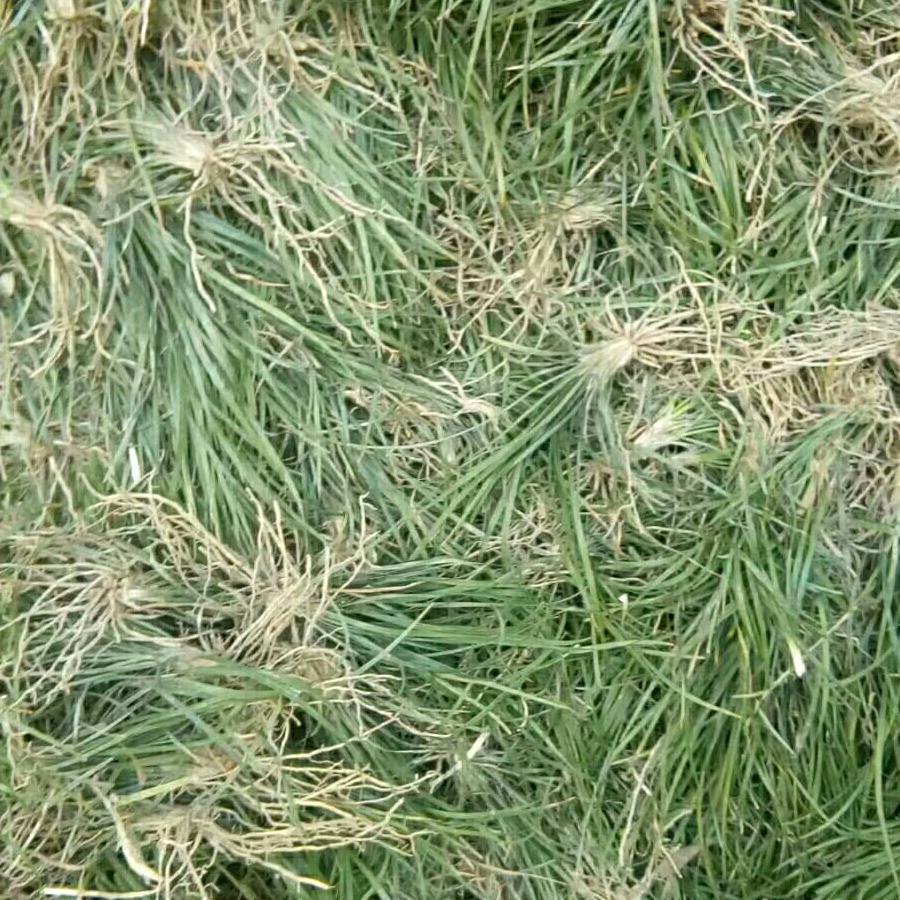 AAA细叶麦冬(艾佳麦冬)