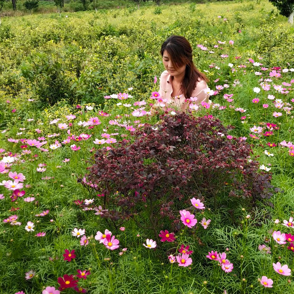 湖北锦堂米业（山水黄梅）