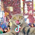 小花猫头鹰雄