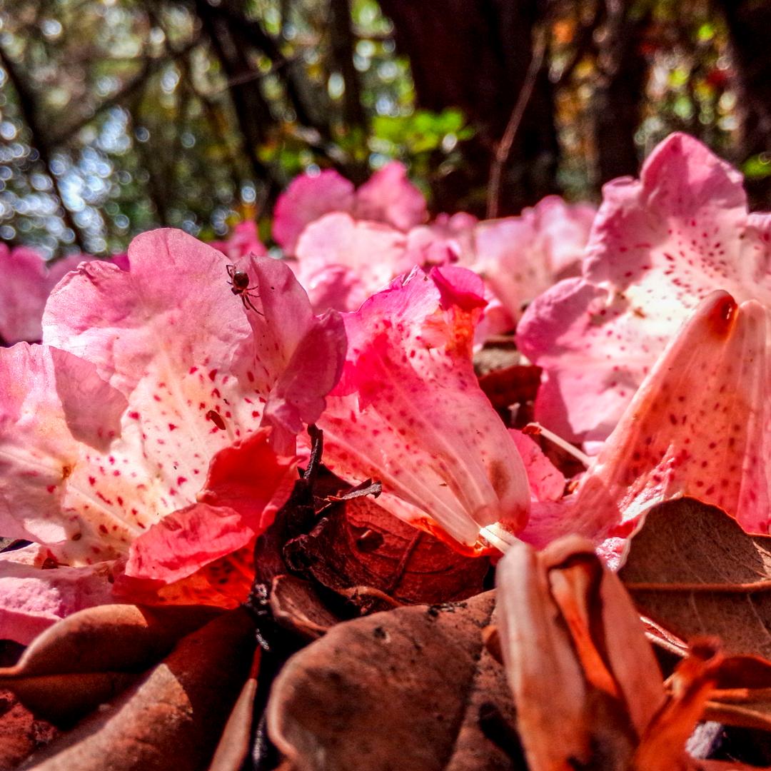 春暖花开。