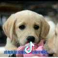 阿狸