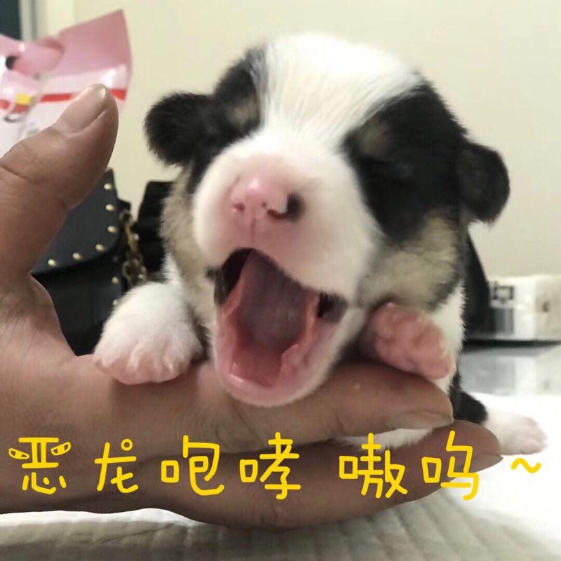 原子蹦瞎卡拉卡