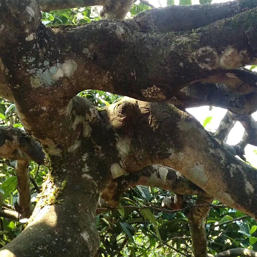 古道今。李氏普洱