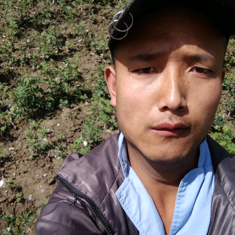 恩恩无刺花椒树苗，