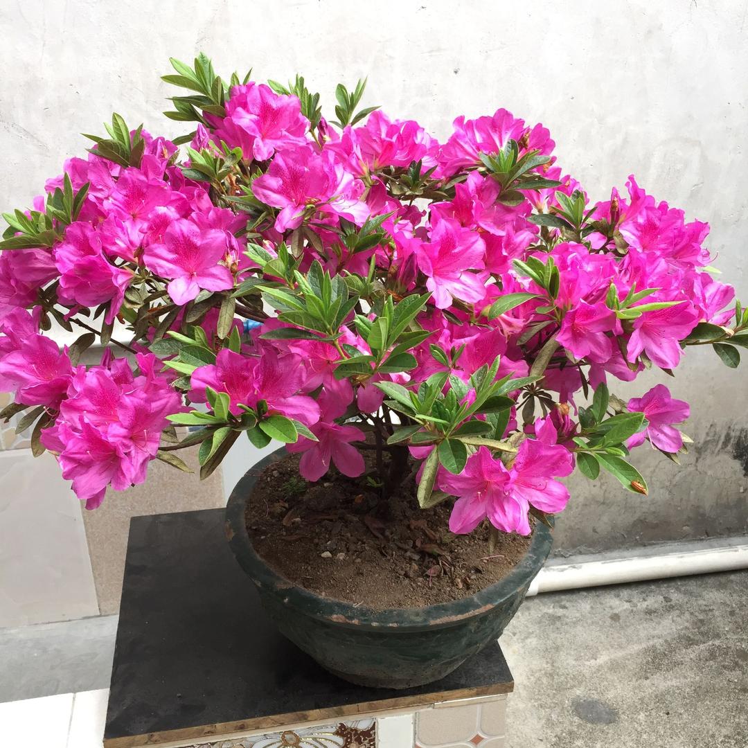 一支花