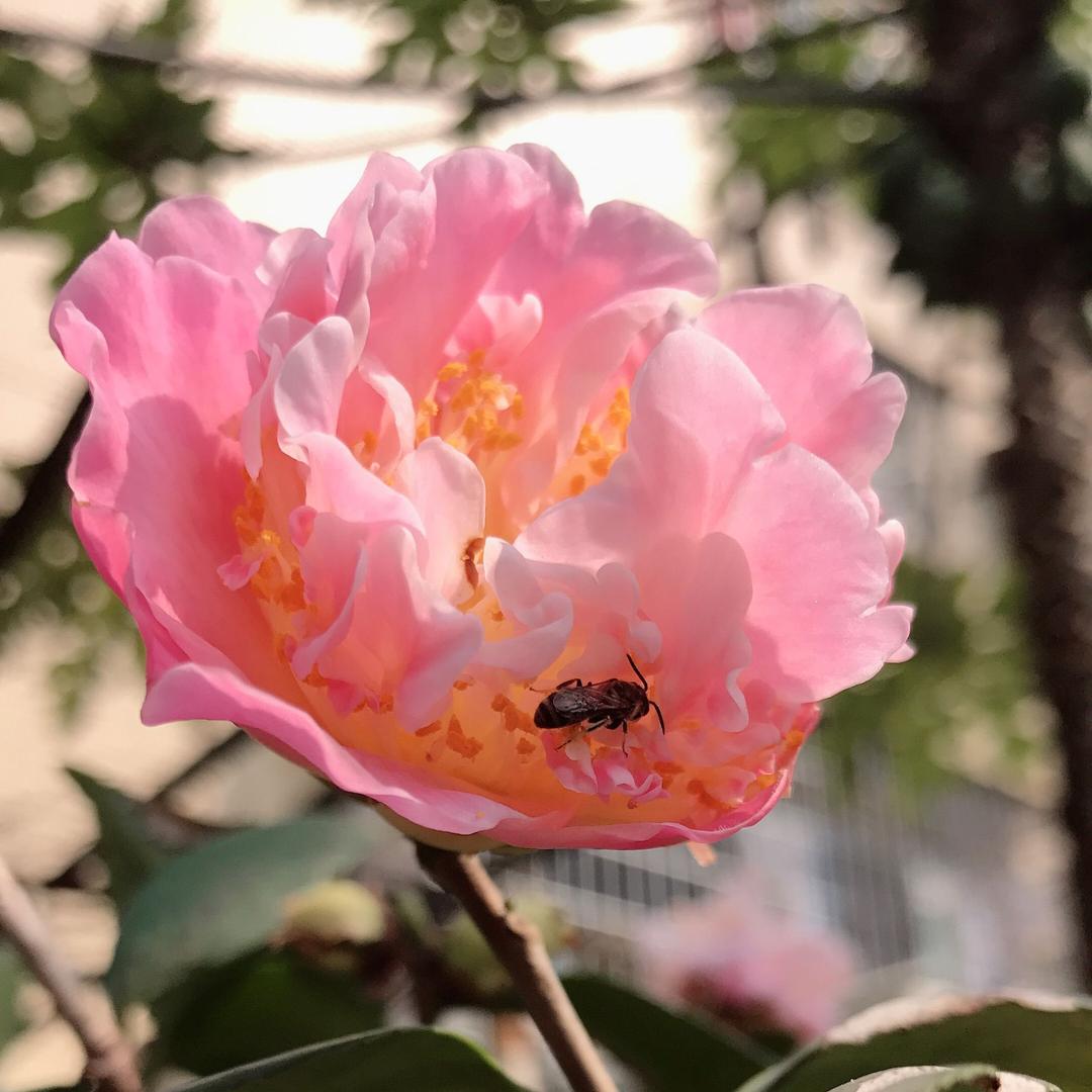 花洛吾家@婷
